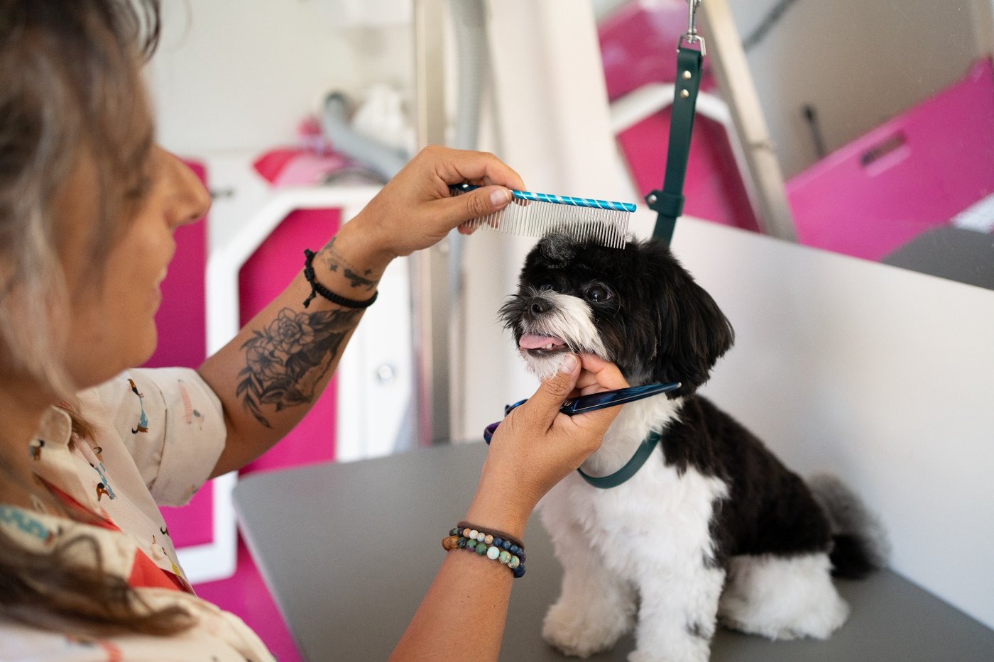 Hund wird im Hundemobil gekämmt
