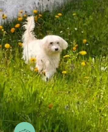 Hund vor der Pflege